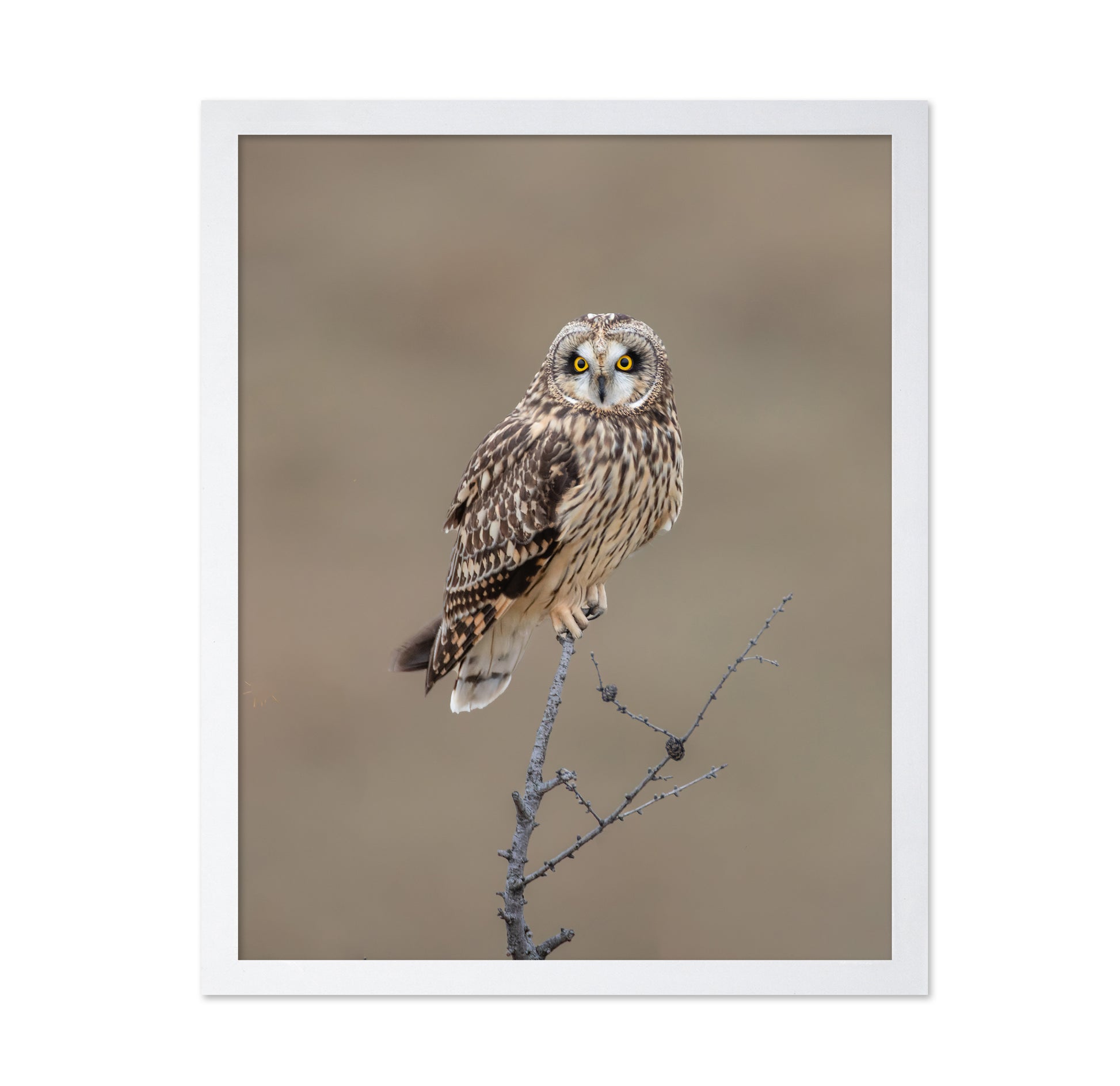 Short-Eared Owl