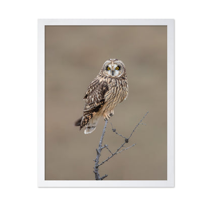 Short-Eared Owl
