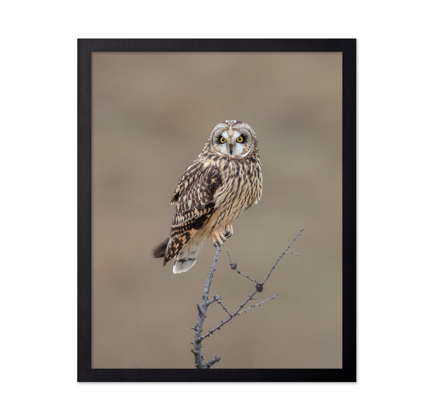 Short-Eared Owl