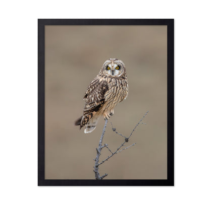 Short-Eared Owl