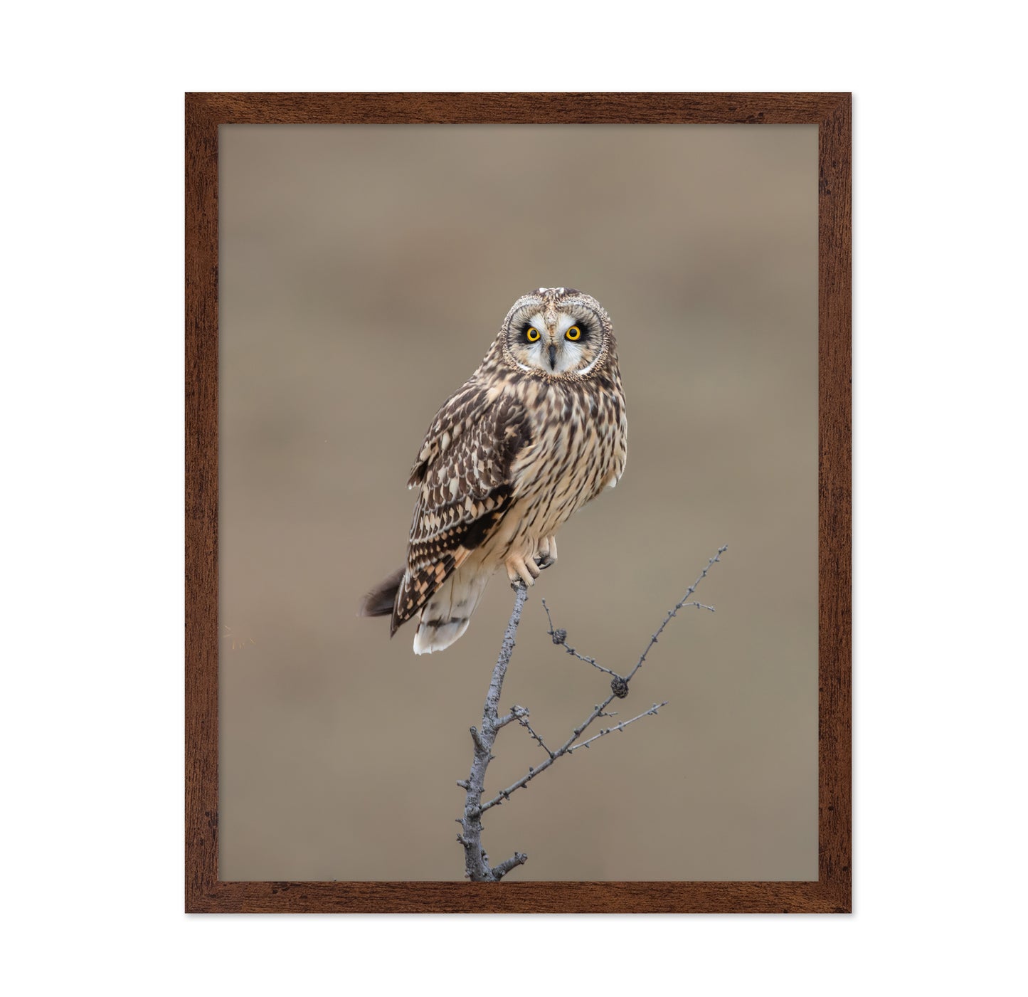 Short-Eared Owl