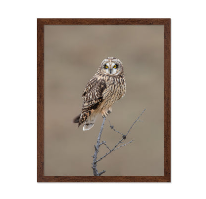 Short-Eared Owl