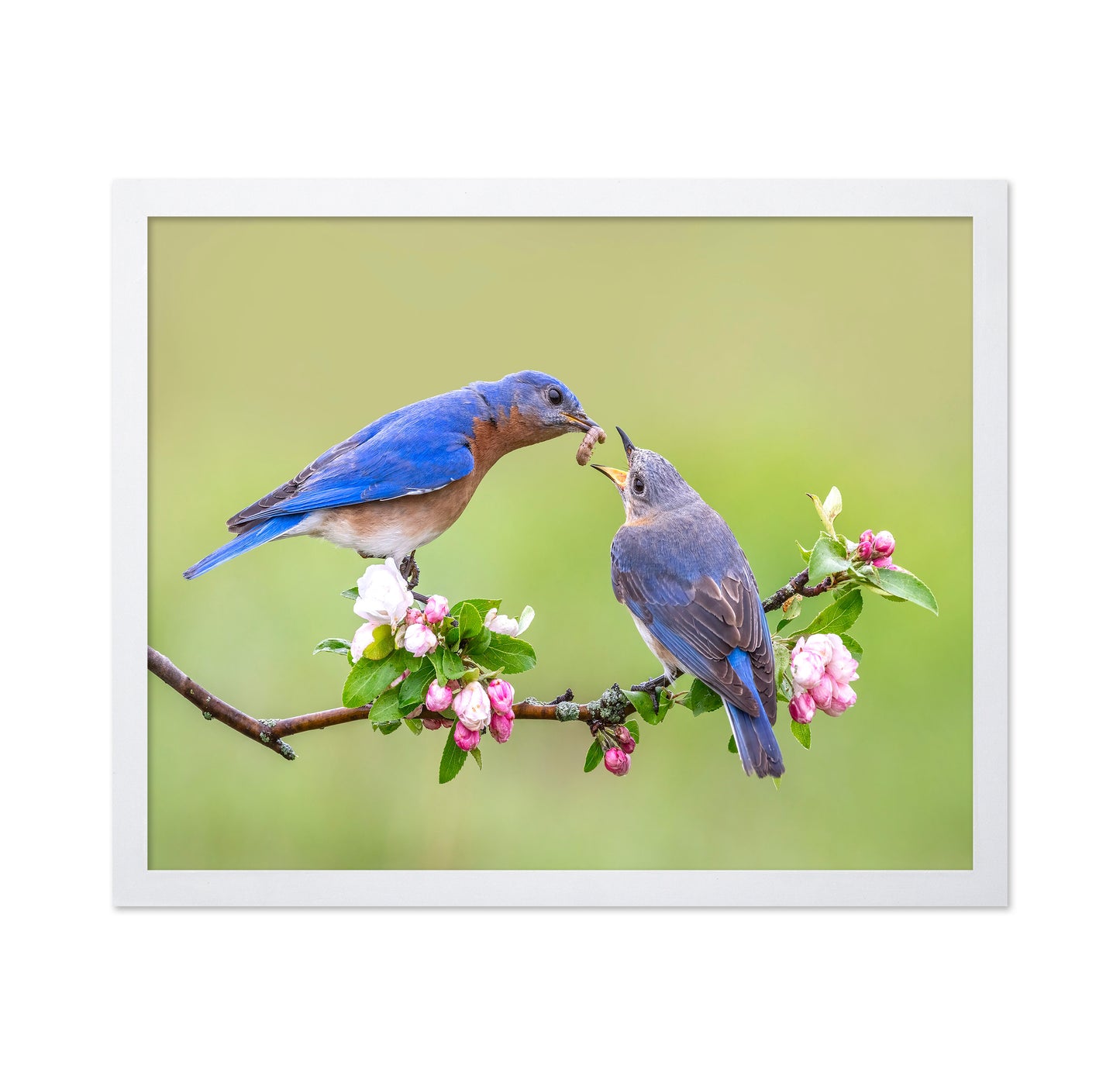 Bluebirds Love
