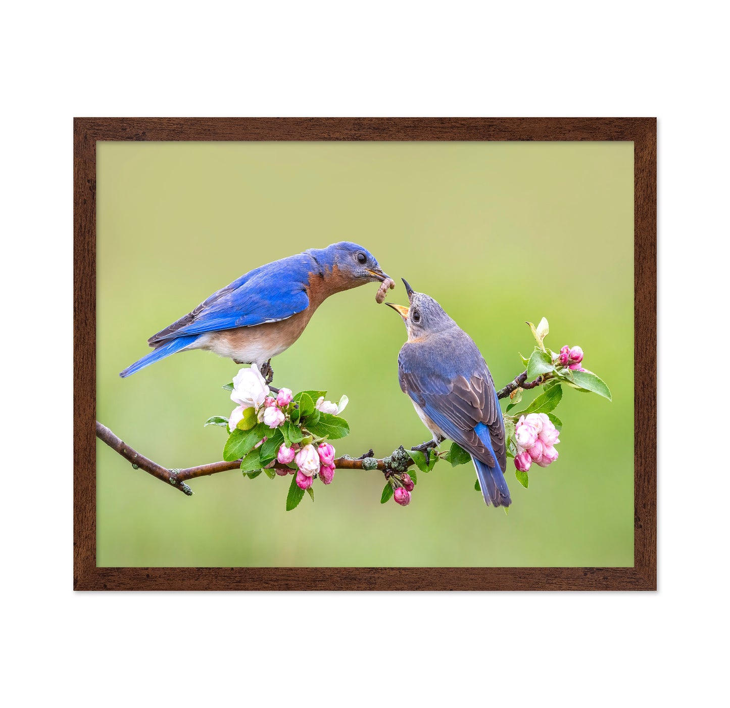 Bluebirds Love