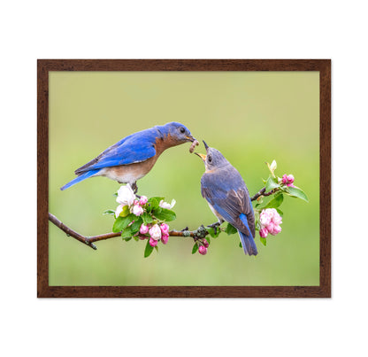 Bluebirds Love