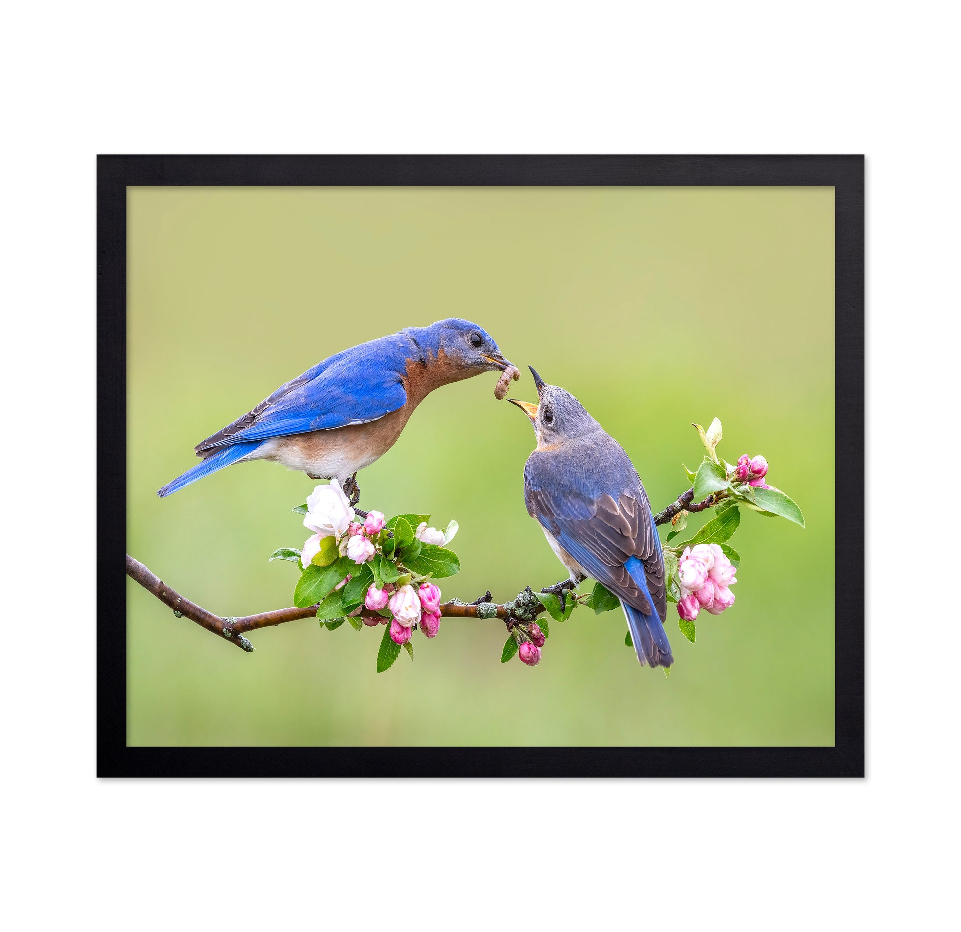 Bluebirds Love