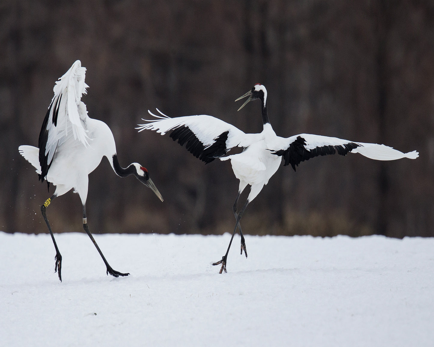 Snow Dance