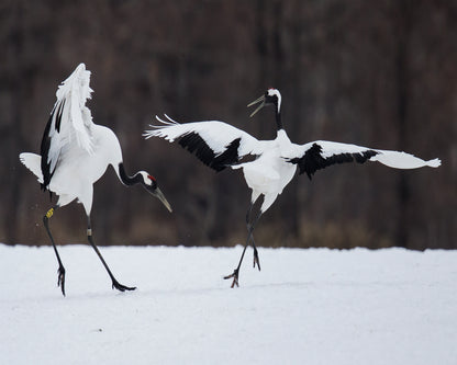 Snow Dance