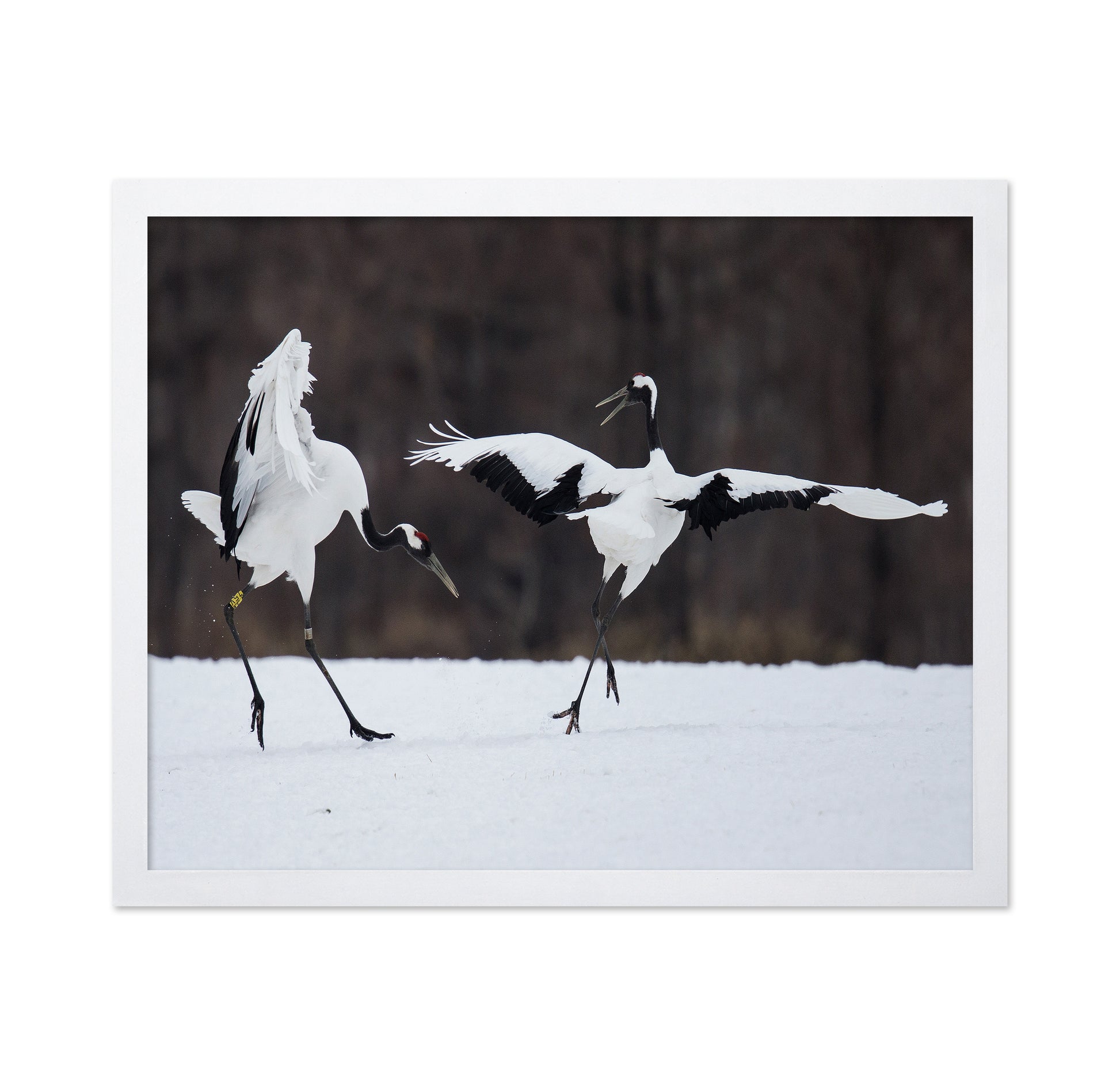Snow Dance