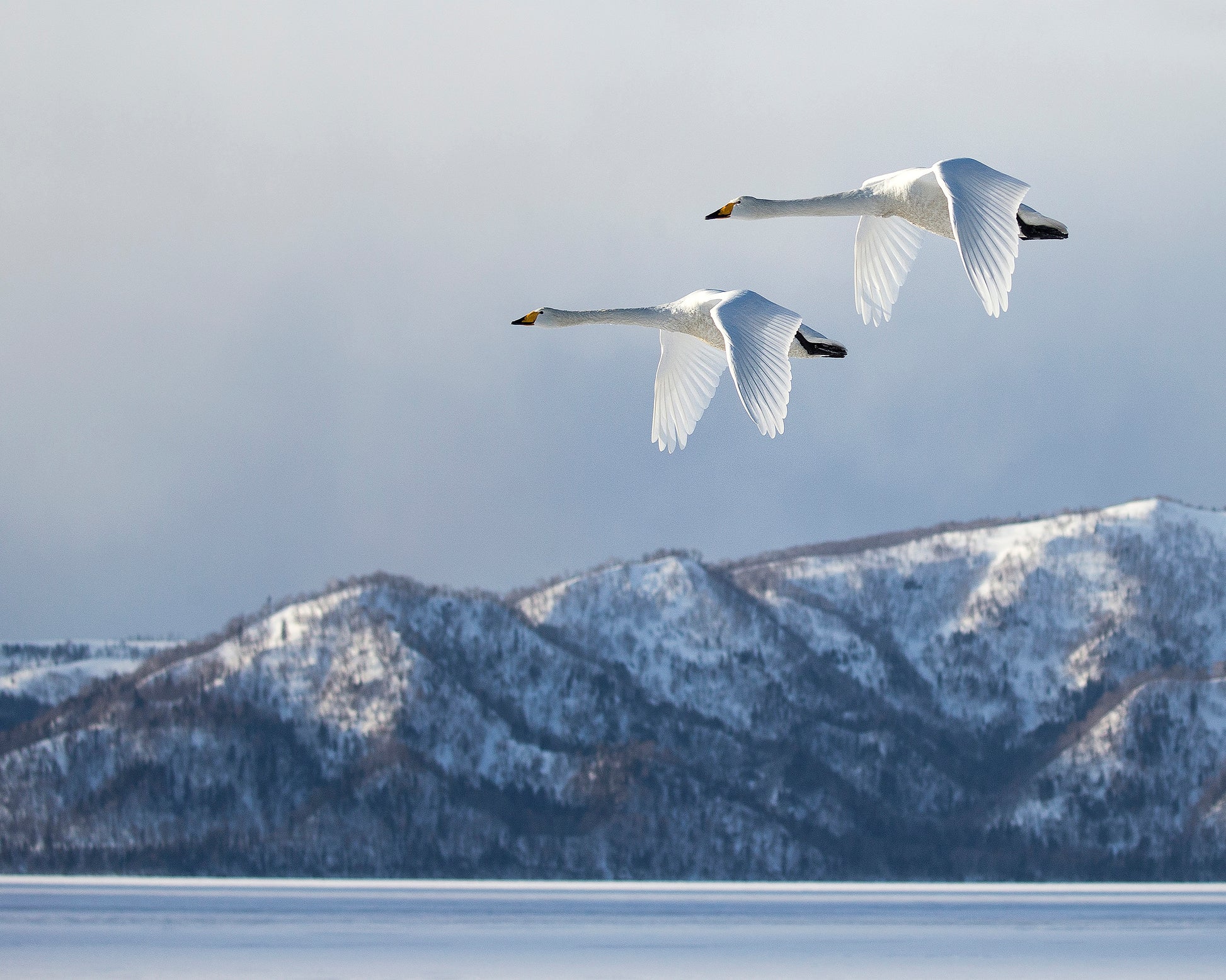 Swan@Kussharo Lake