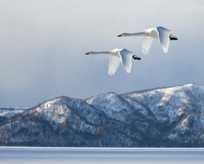 Swan@Kussharo Lake