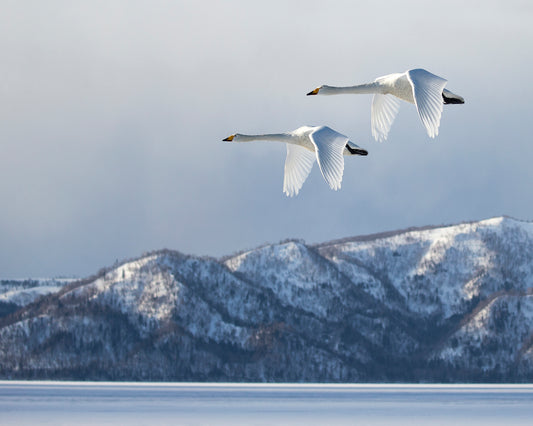 Swan@Kussharo Lake