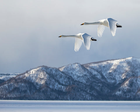 Swan@Kussharo Lake