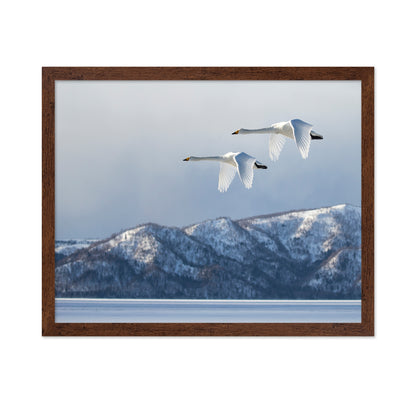 Swan@Kussharo Lake