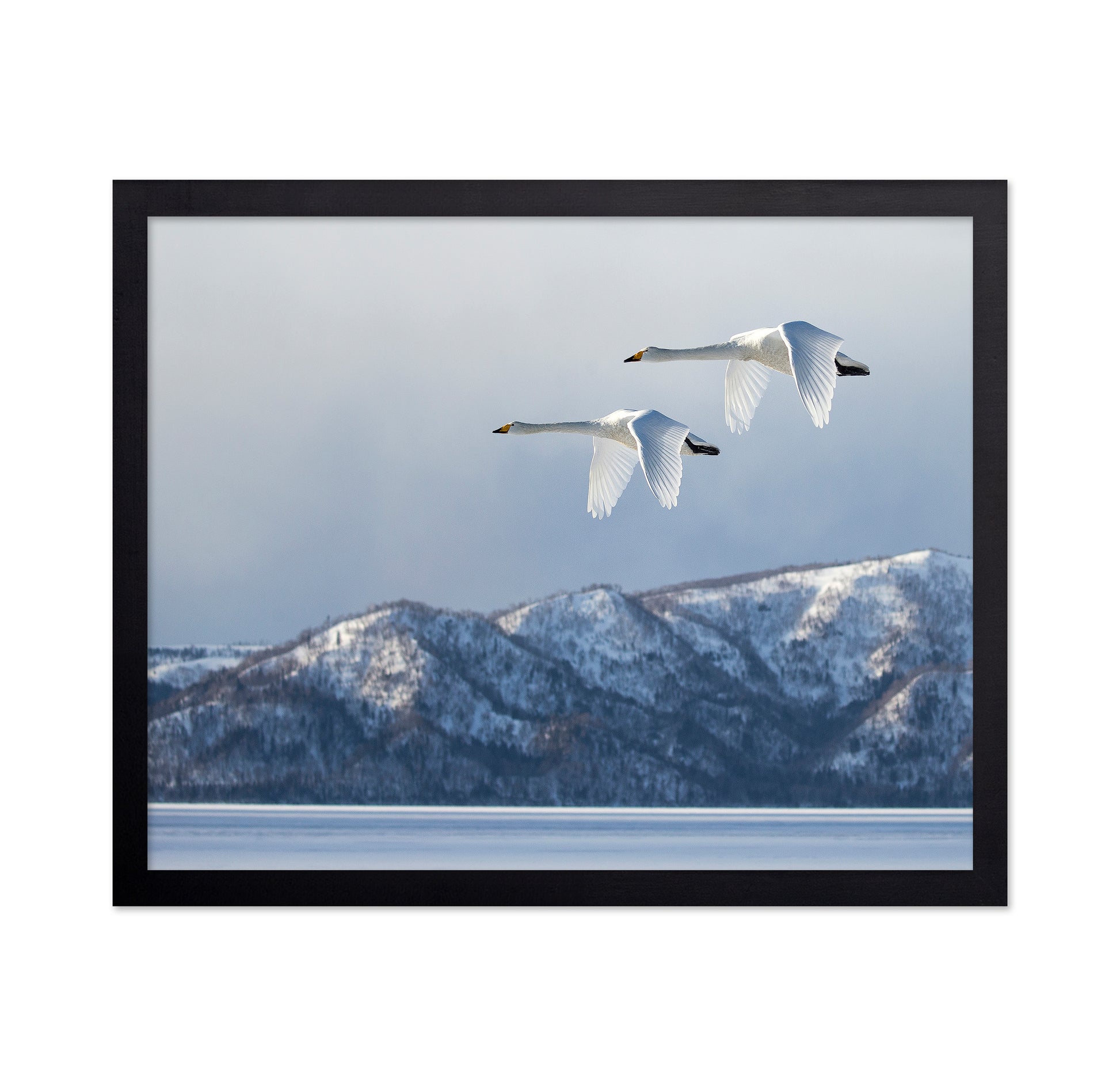 Swan@Kussharo Lake