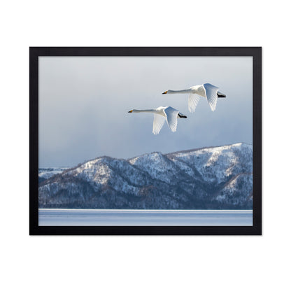 Swan@Kussharo Lake