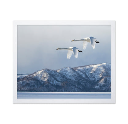 Swan@Kussharo Lake