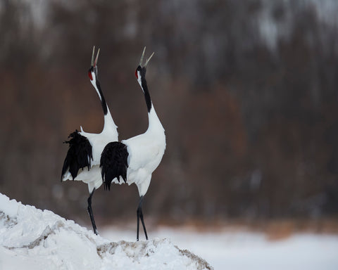 A Duet