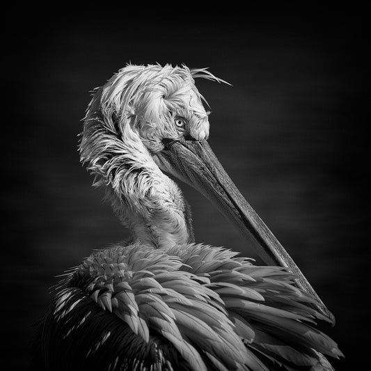 Pelican