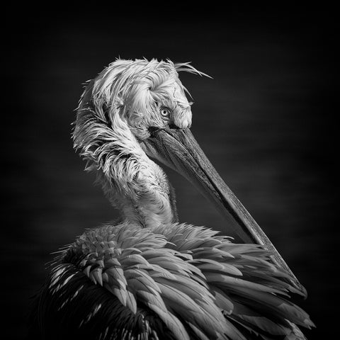 Pelican