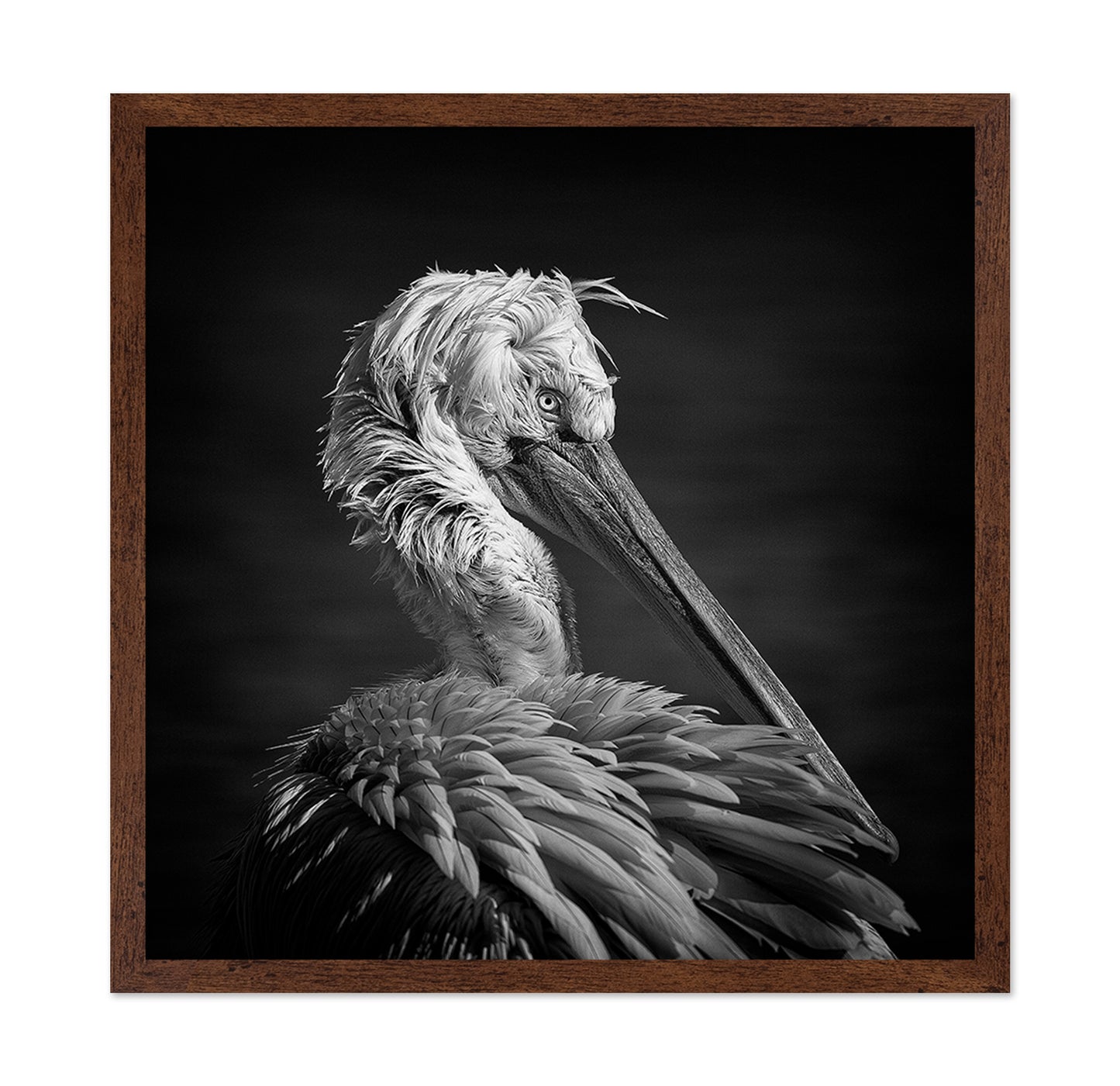 Pelican