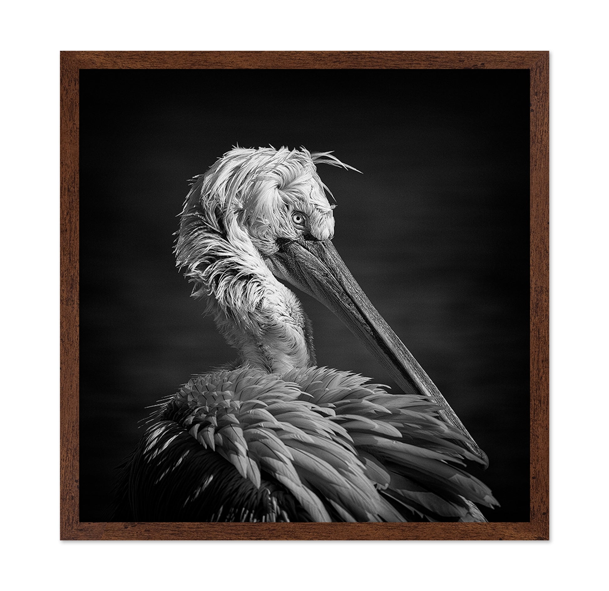 Pelican