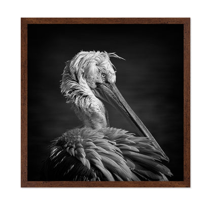 Pelican