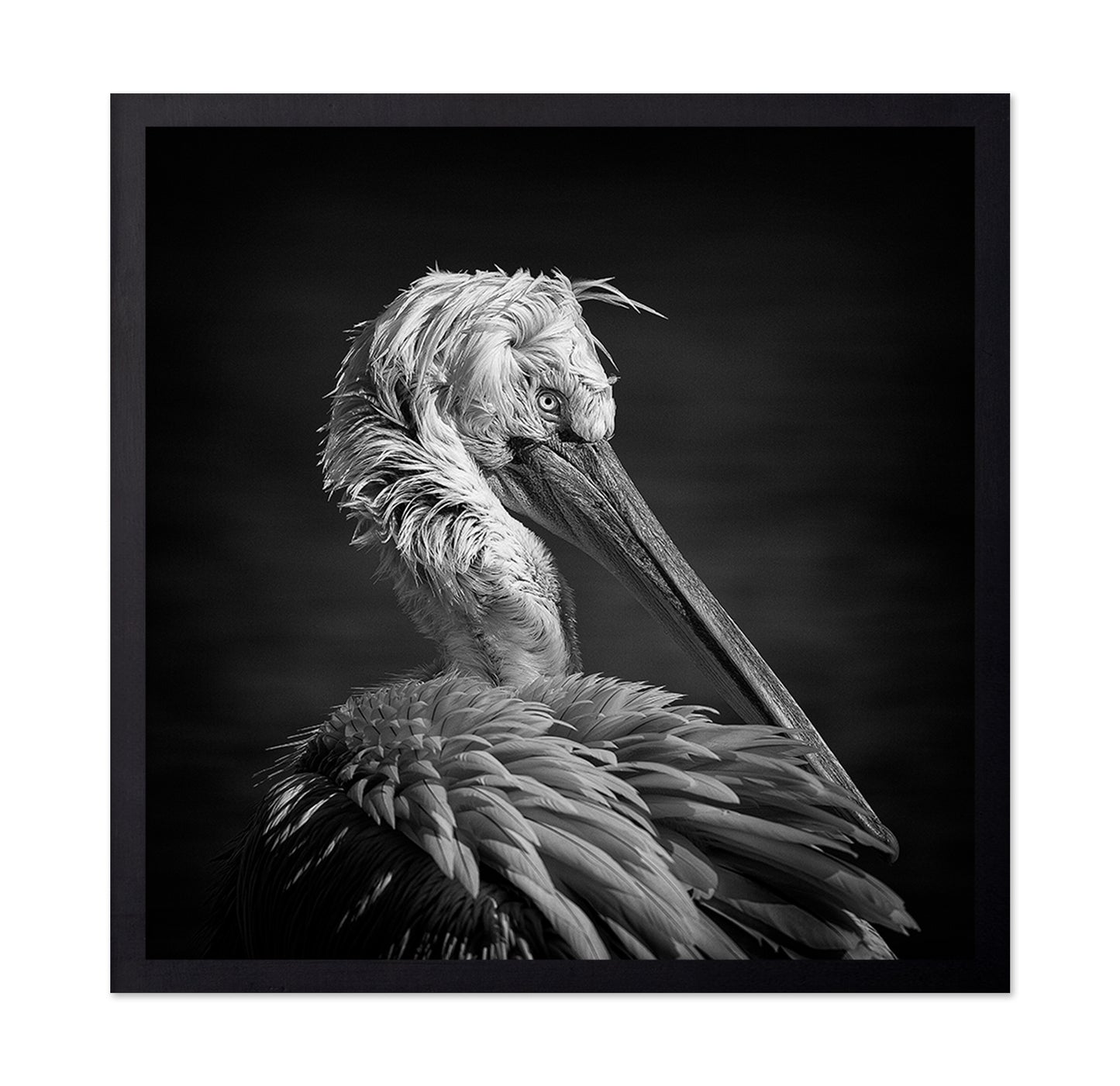 Pelican