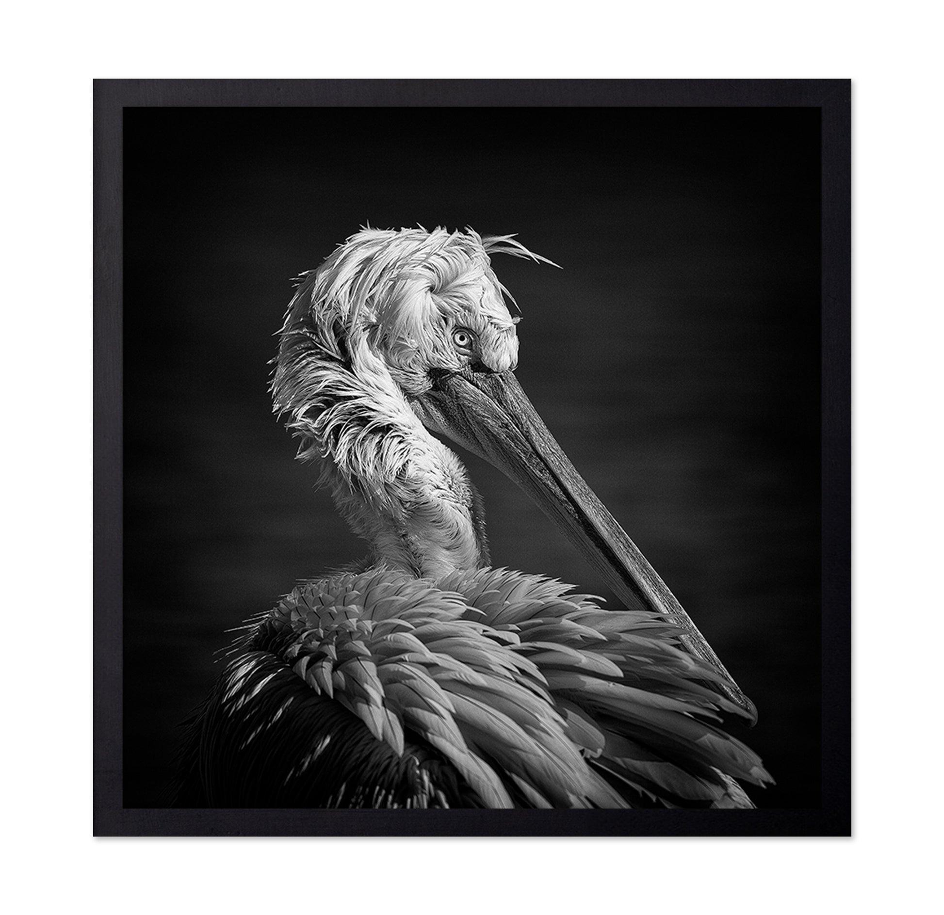 Pelican
