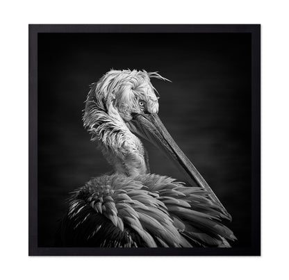 Pelican