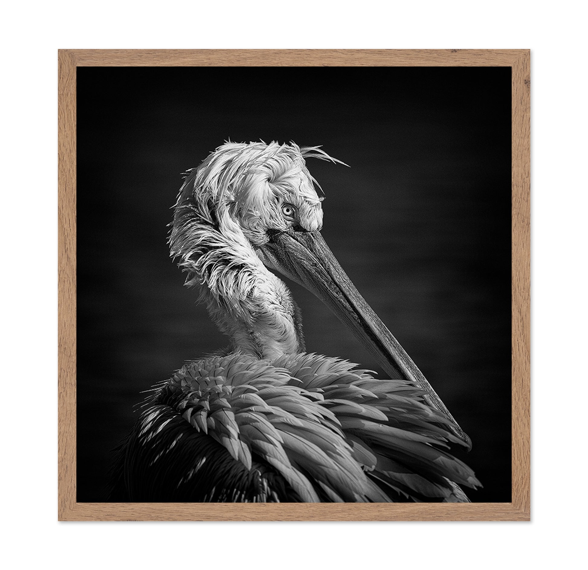 Pelican