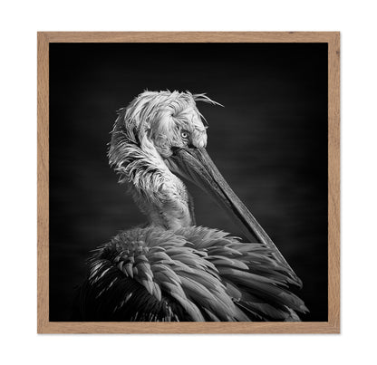 Pelican