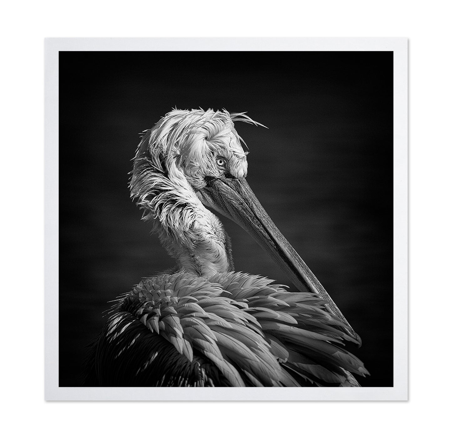 Pelican