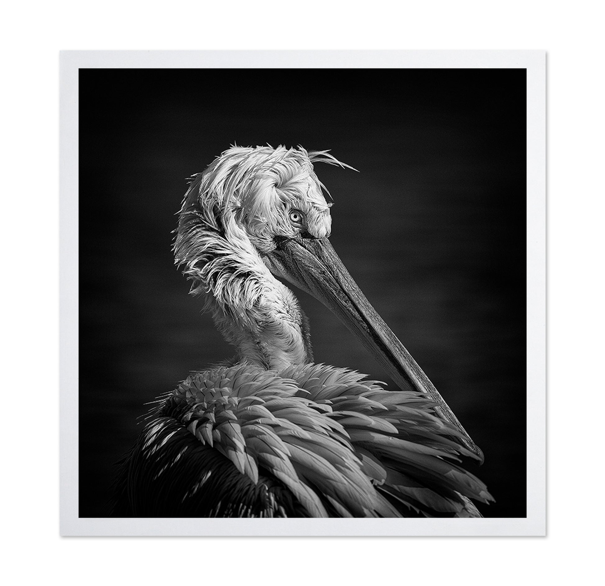 Pelican