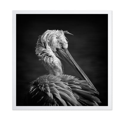 Pelican