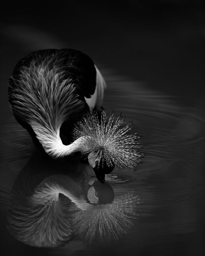 The Reflection