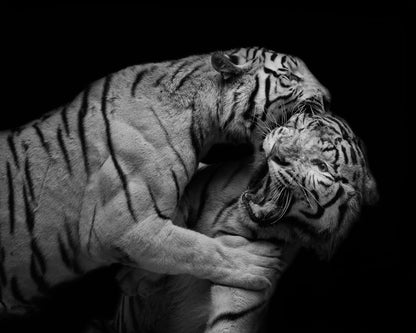 Pounce