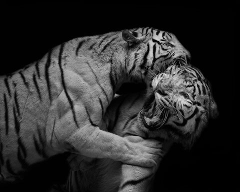 Pounce