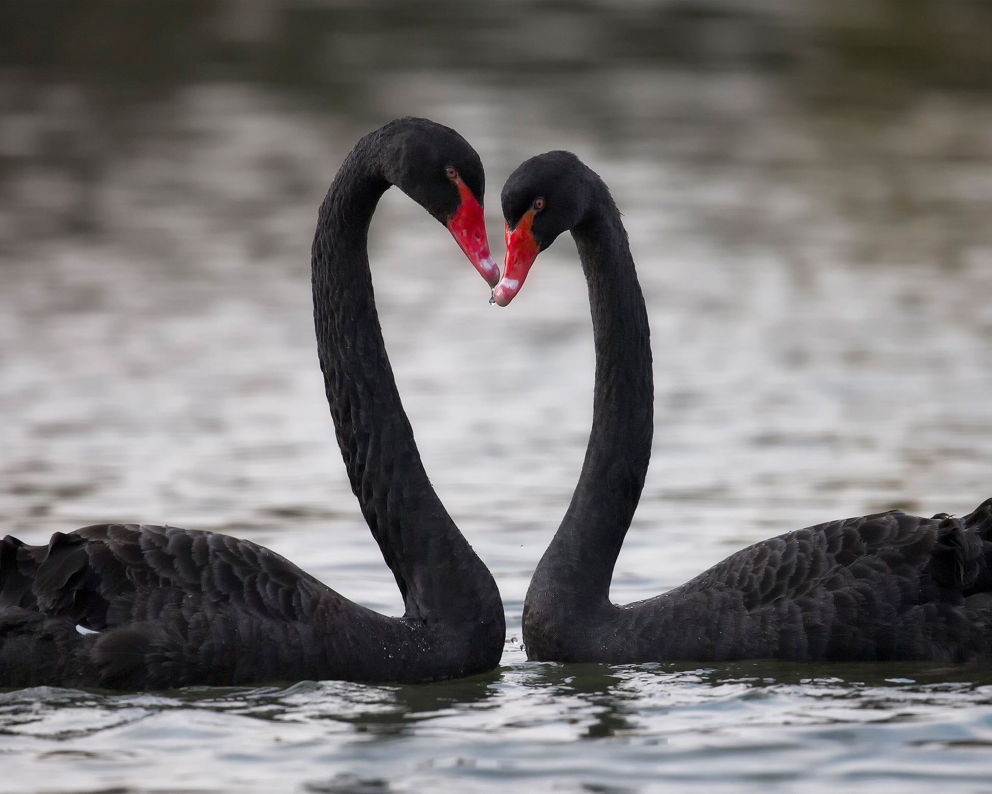 Black Swans In Love