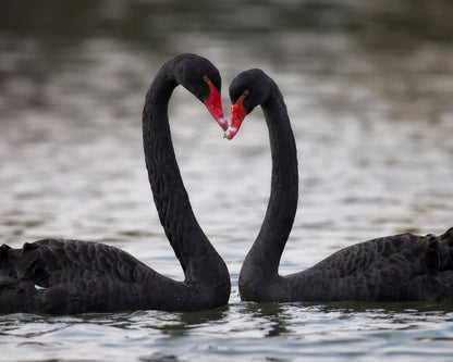 Black Swans In Love