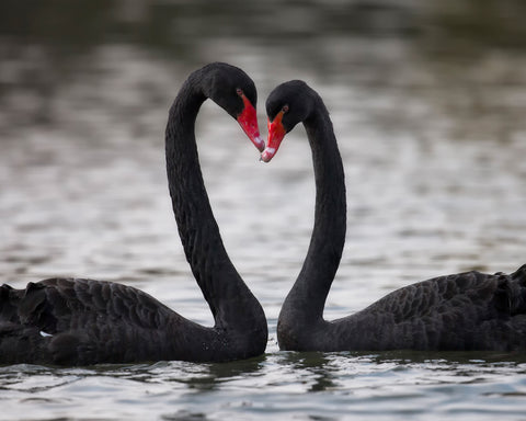 Black Swans In Love
