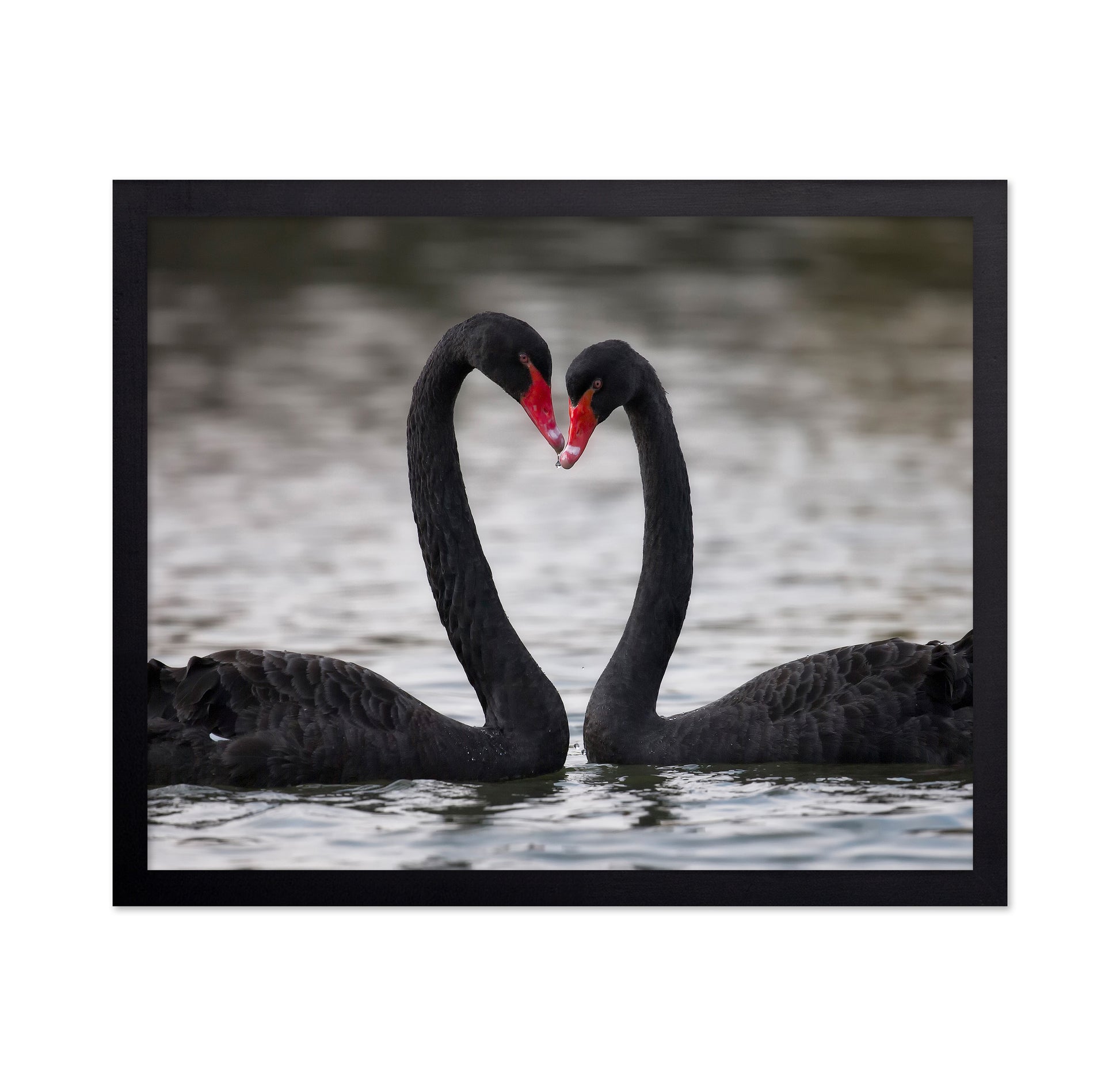 Black Swans In Love
