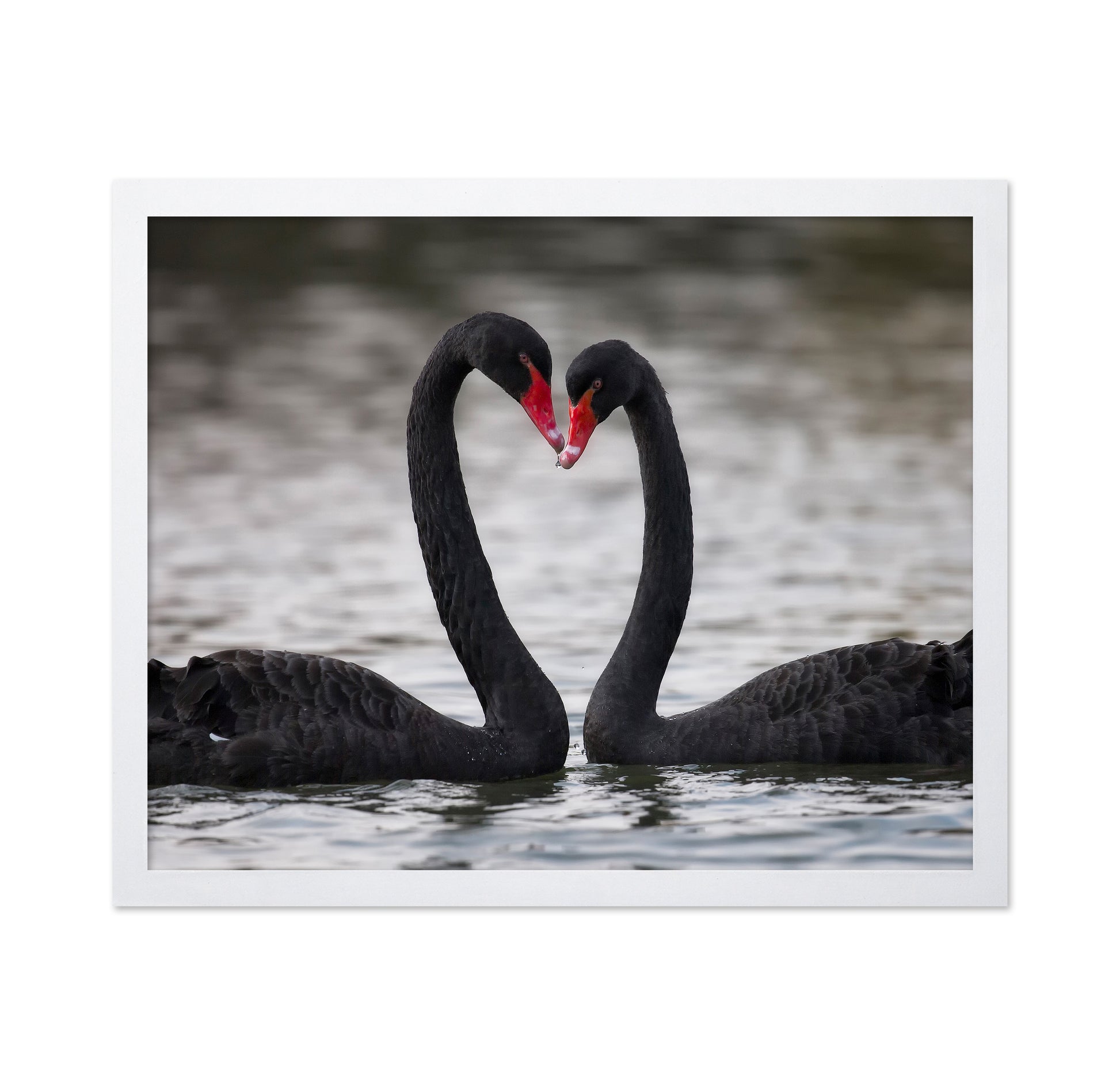 Black Swans In Love