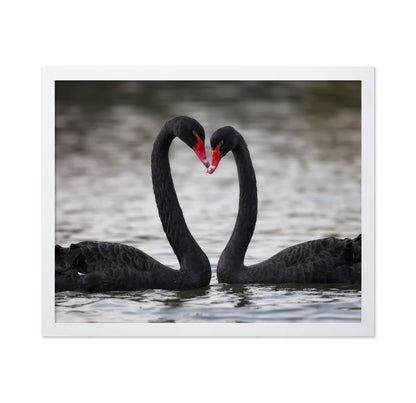 Black Swans In Love