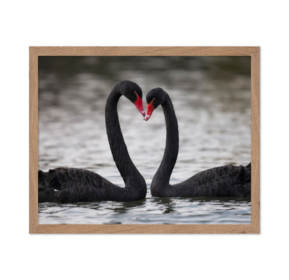 Black Swans In Love