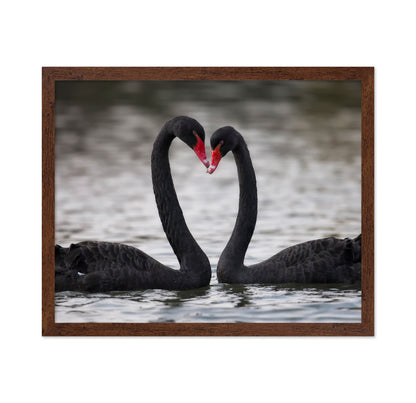 Black Swans In Love