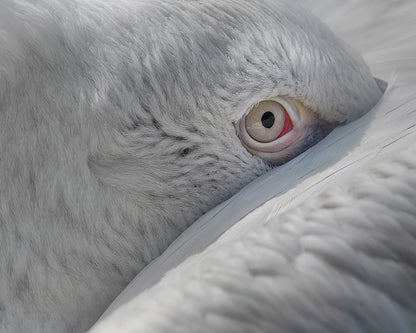 Eye