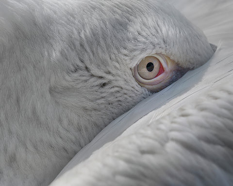 Eye