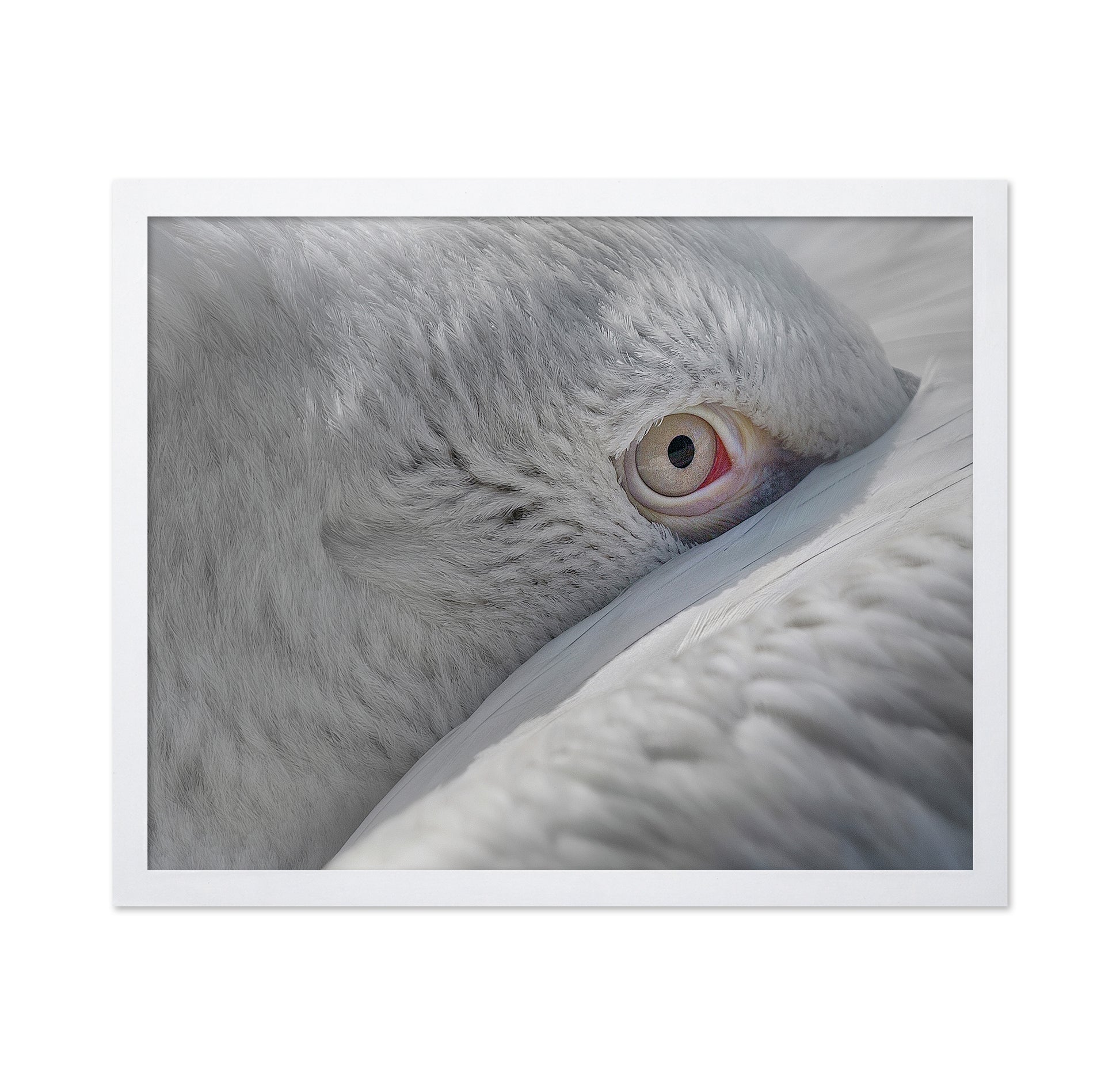 Eye