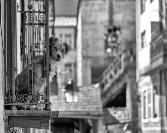 Dog in the Balcony